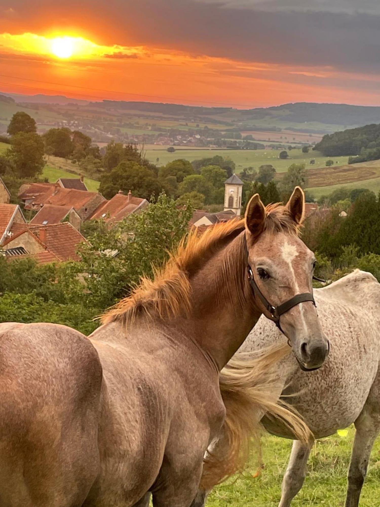 La Petite Maison Dans La Campagne Massingy-lès-Vitteaux Buitenkant foto