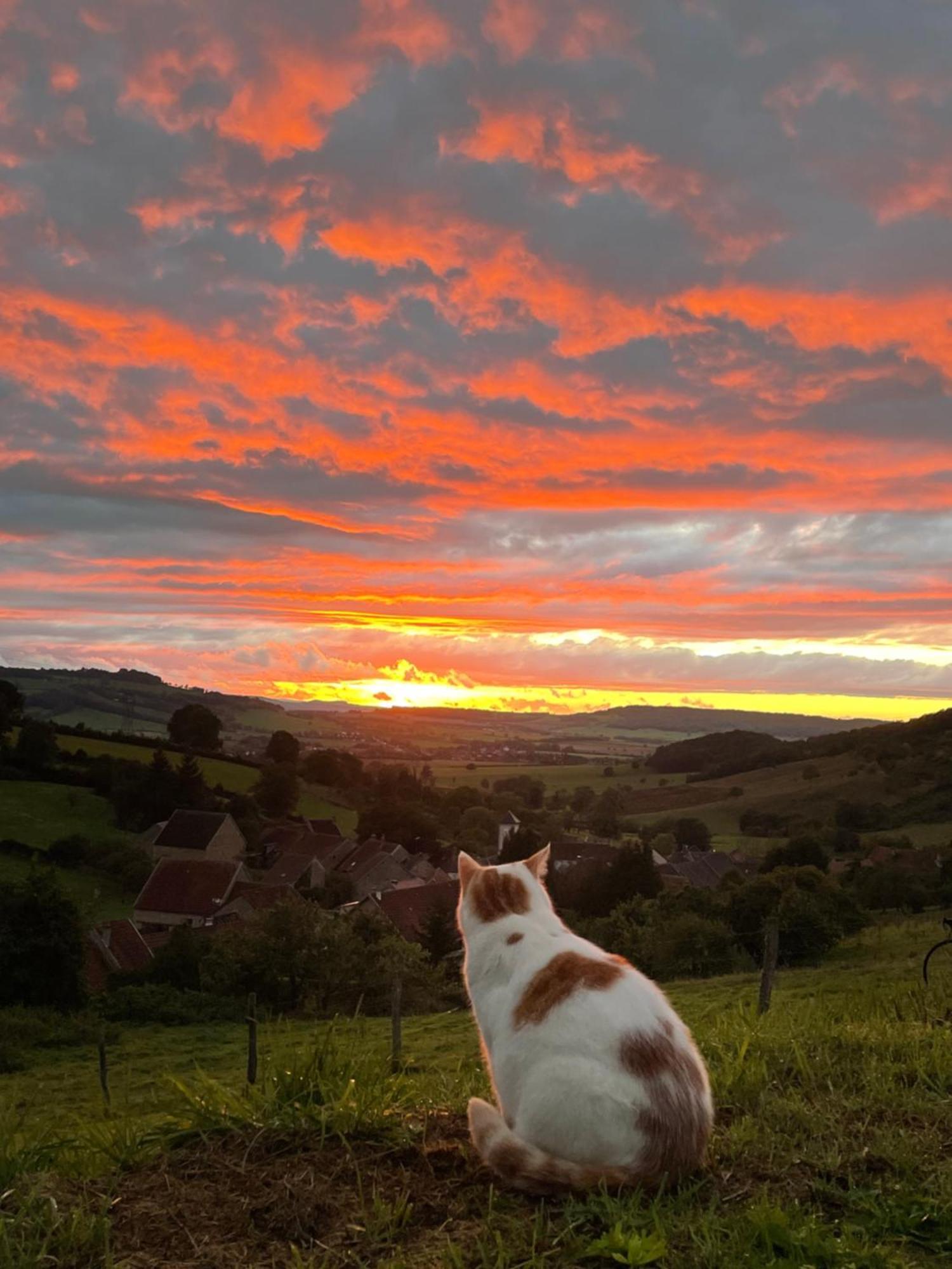 La Petite Maison Dans La Campagne Massingy-lès-Vitteaux Buitenkant foto